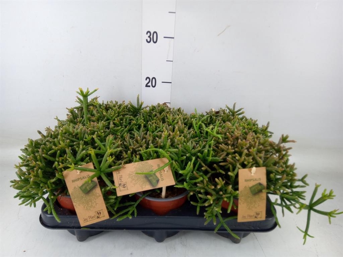 <h4>Rhipsalis burchellii</h4>