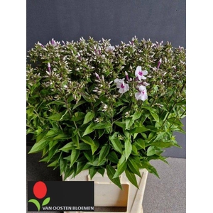 PHLOX P BRIGHT EYE E