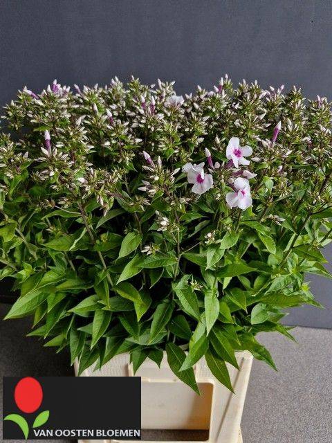 <h4>PHLOX P BRIGHT EYE E</h4>