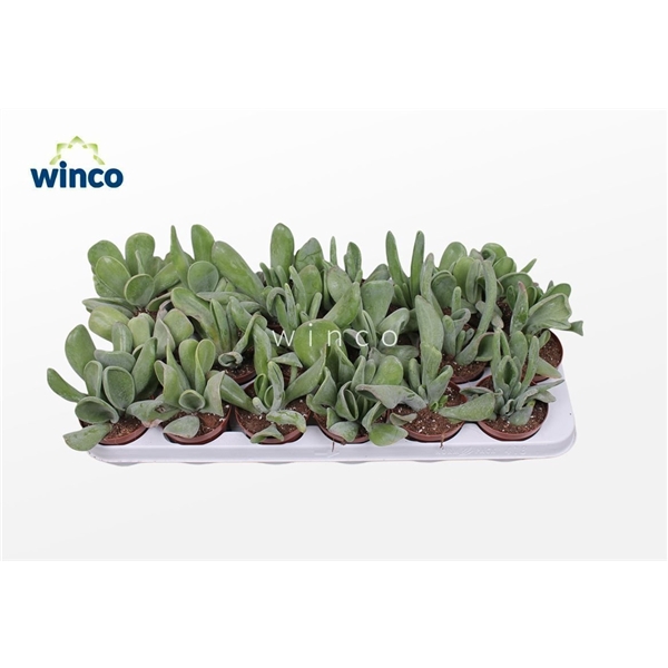 <h4>Kalanchoe Oricula</h4>
