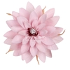 Dalia Pin04