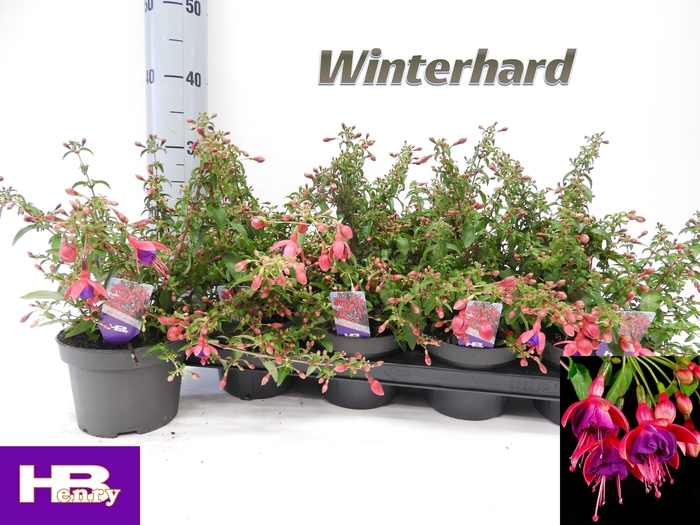 <h4>FUCHSIA TOM THUMB</h4>