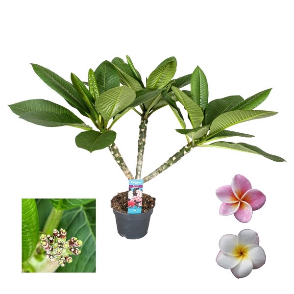 Plumeria Hawaiian Mix 2/3 vertakt