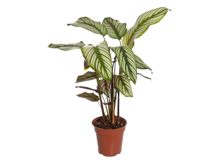<h4>CALATHEA WHITE STAR P12</h4>