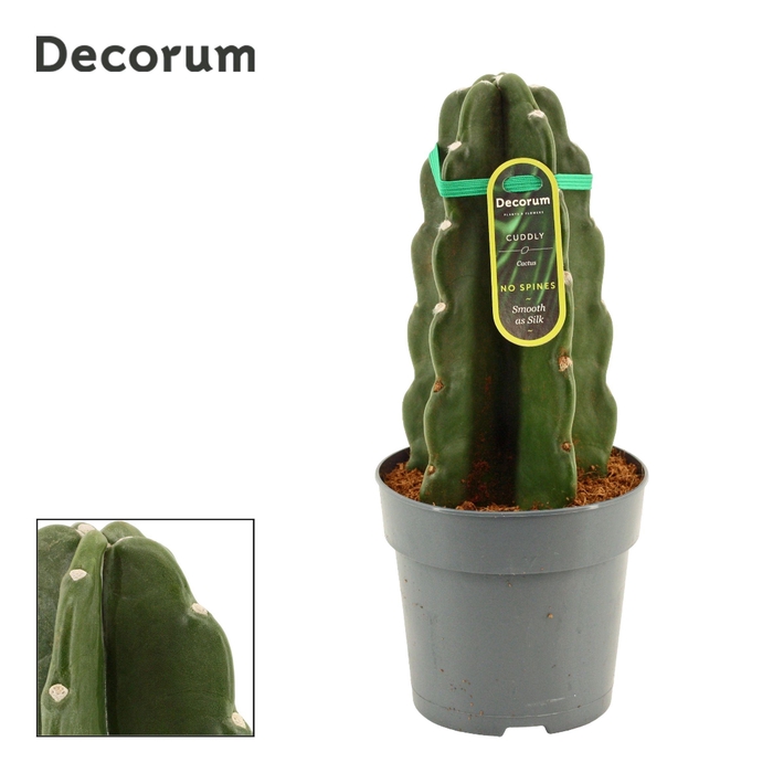 <h4>Cuddly Cactus 12 cm (Cereus Jamacaru) (Decorum)</h4>