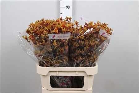 <h4>Anigozanthos  'Gold Fever'</h4>