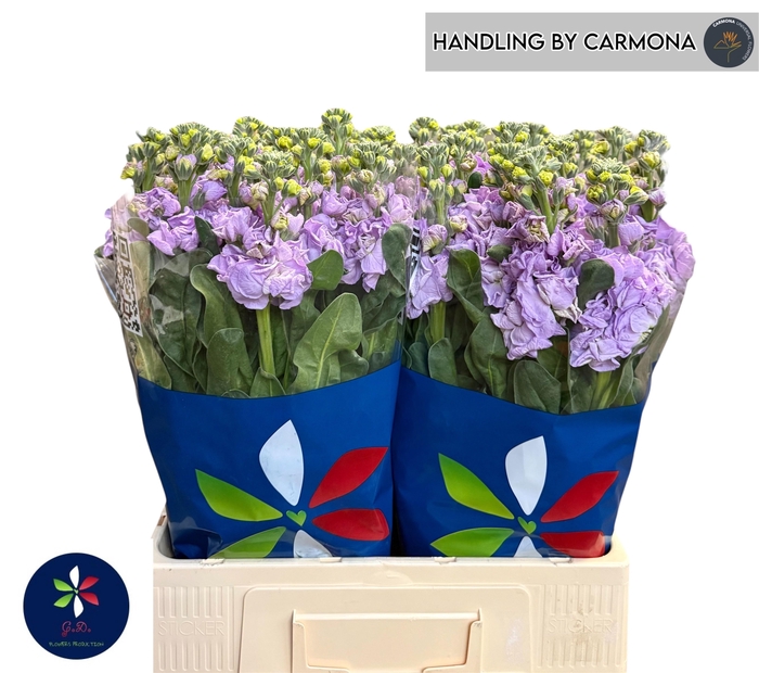 <h4>MATTH IRON MARINE</h4>