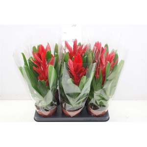 Vriesea Intenso Red