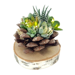 Arr.  Succulents L%
