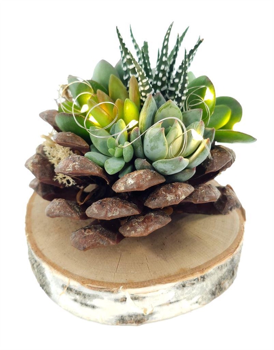 <h4>Arr.  Succulents L%</h4>