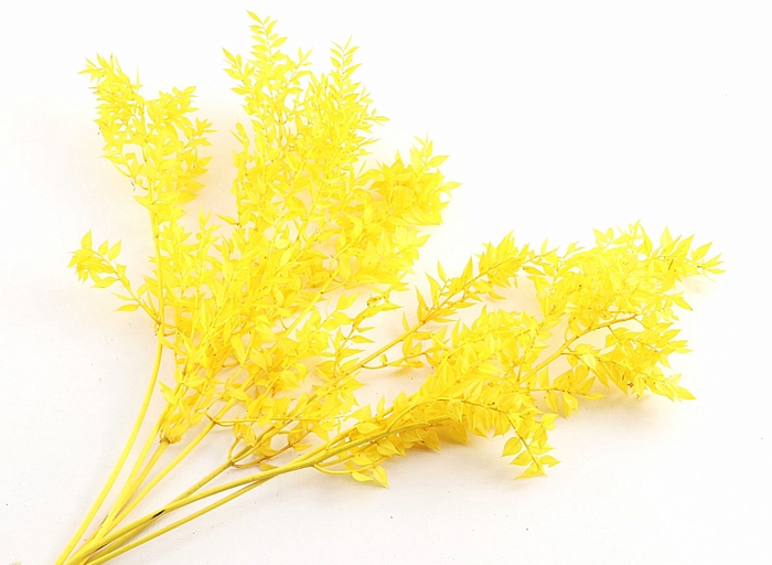 Ruscus Preserved Yellow