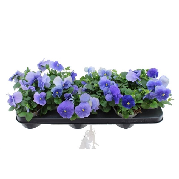 <h4>Viola witt. Delta Pure Light Blue</h4>