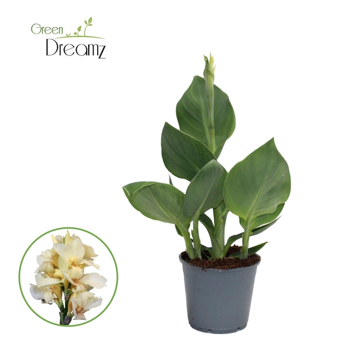 <h4>Canna Alaska</h4>