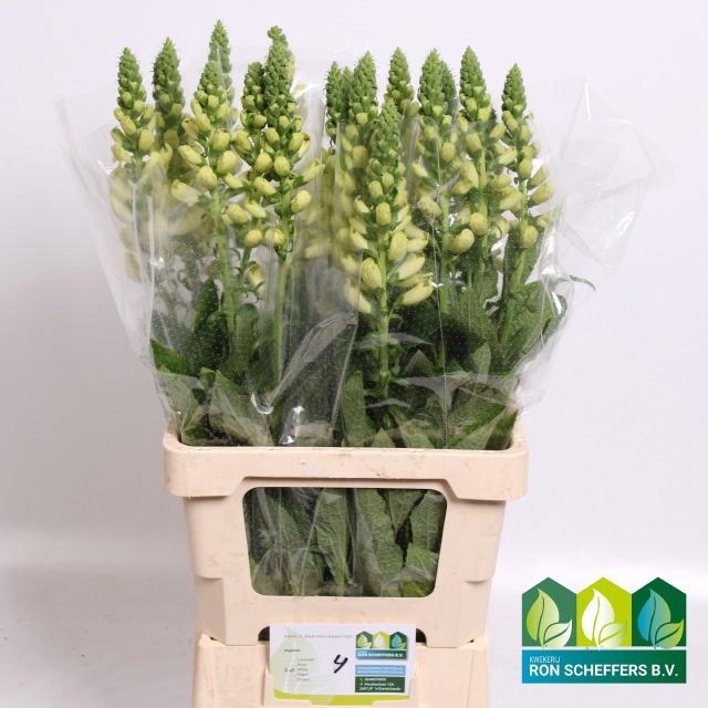 <h4>DIGI CAMELOT WHITE</h4>