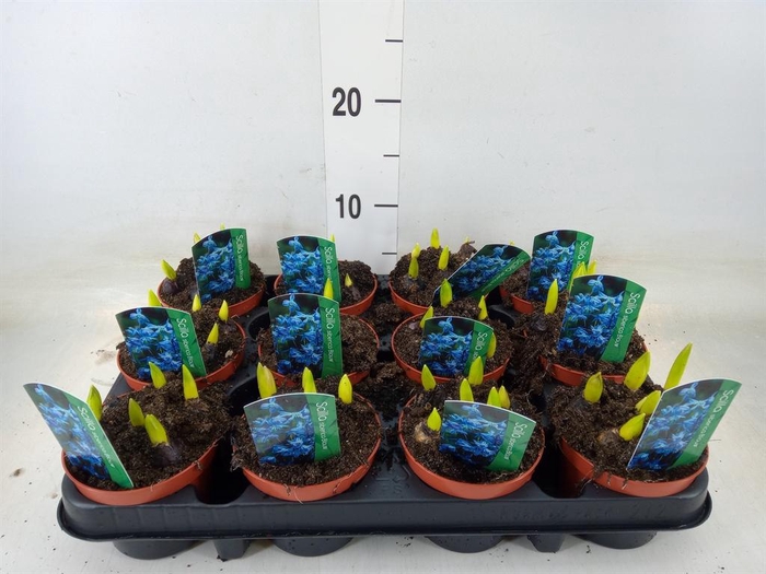 <h4>Scilla siberica</h4>
