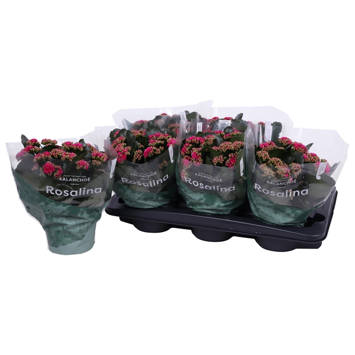 <h4>Kalan Gev Paars</h4>