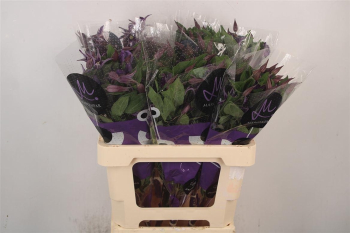 <h4>Clematis Blue Pirouette</h4>