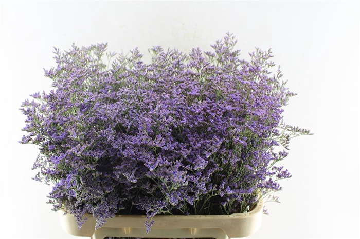 <h4>Lim Saf Classic Blue</h4>