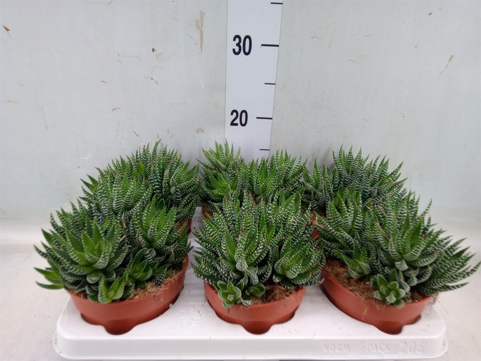 <h4>Haworthia   ...</h4>