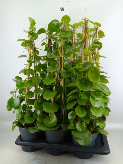 <h4>Cissus rotundifolia</h4>