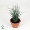 Juncus Ef Penc Grass