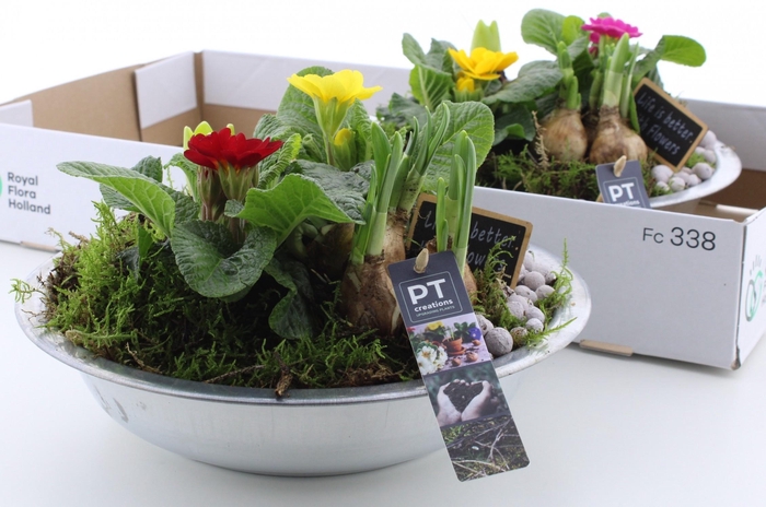 <h4>ARR PL IN SCHAAL</h4>