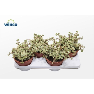 Crassula Afra Variegata