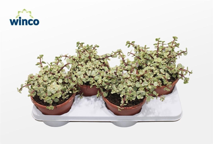 Crassula Afra Variegata