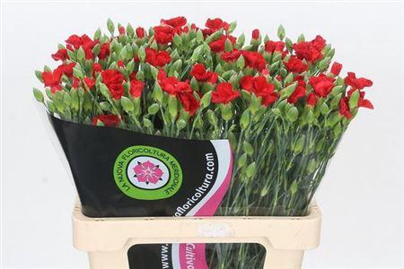 <h4>Di Te Symply Love</h4>