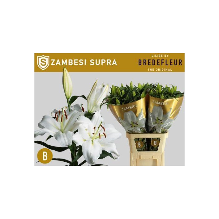 <h4>Li Ot Zambesi</h4>