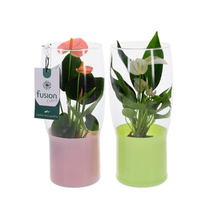 Green Bottle Tulp vaas klein met Anthurium