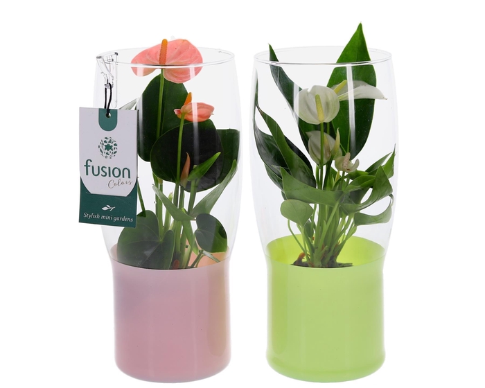 <h4>Green Bottle Tulp vaas klein met Anthurium</h4>