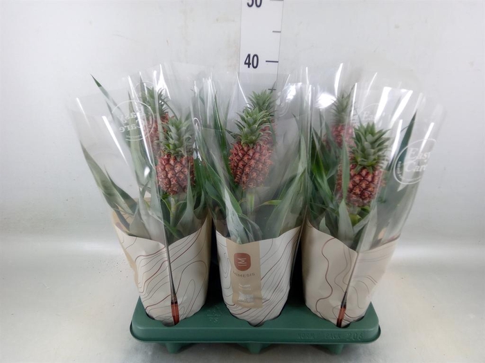 <h4>Ananas  'Rosita'</h4>