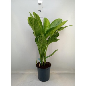 Aglaonema   ...