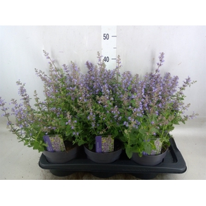 Nepeta faassenii  'Purrsian Blue'