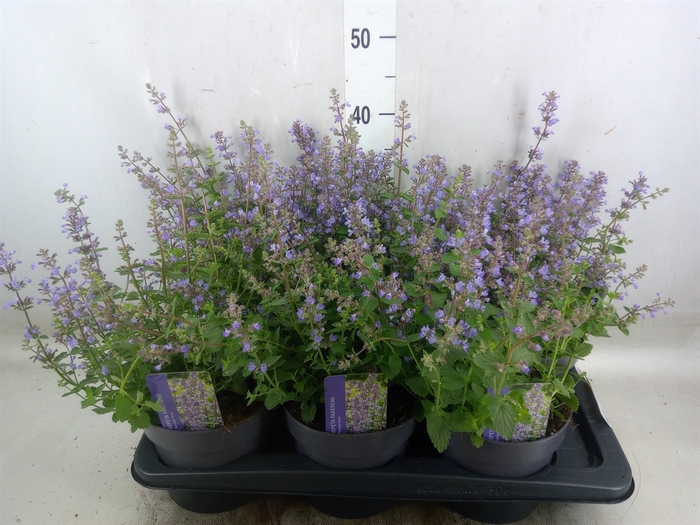 <h4>Nepeta faassenii  'Purrsian Blue'</h4>