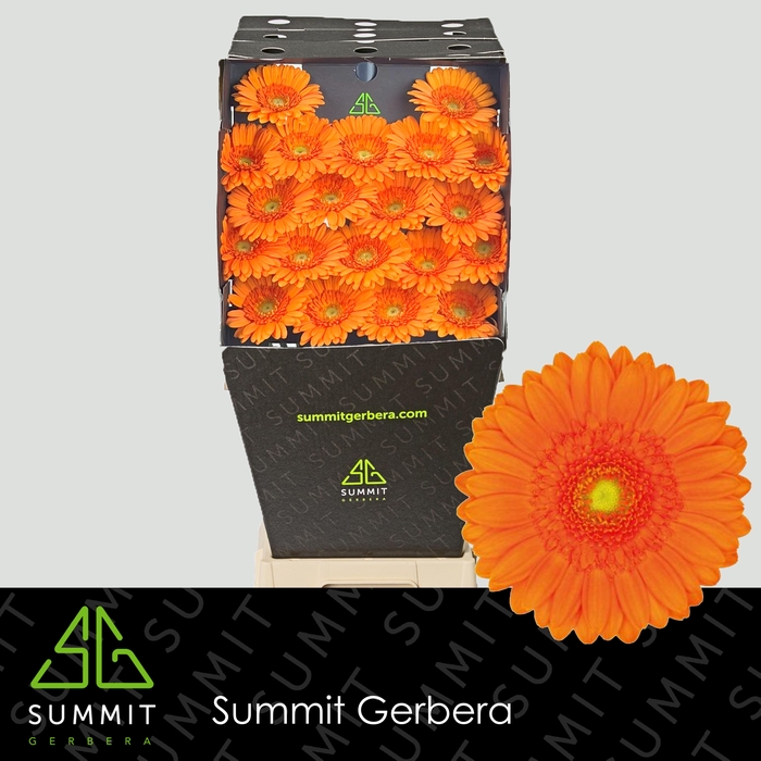 <h4>Germini Max Diamond</h4>