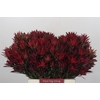 Leucadendron Blush Spray