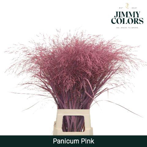 <h4>Panicum L90 Pink</h4>