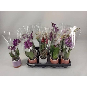PHAL MINI