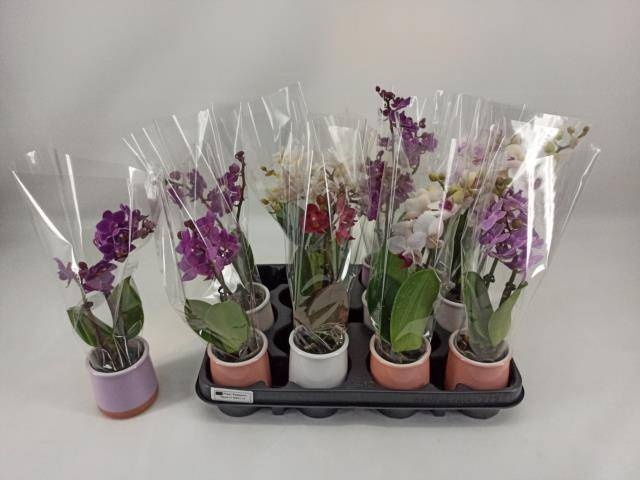<h4>PHAL MINI</h4>