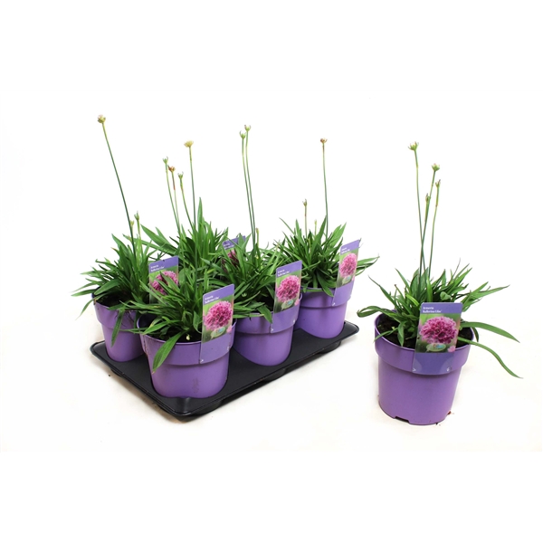 <h4>Armeria Ballerina Lilac</h4>