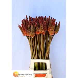 Kniphofia Alcazar Biemans