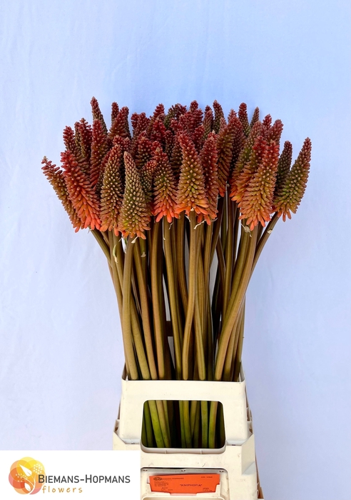 <h4>Kniphofia Alcazar Biemans</h4>