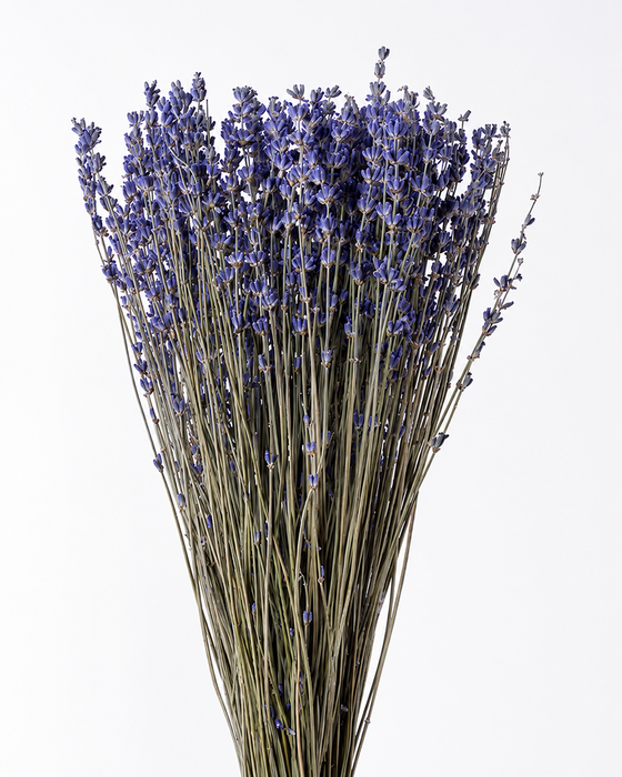 <h4>Dried Lavender Dark Blue 100gr x20</h4>