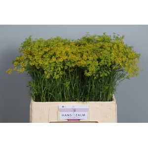 Anet Graveolens