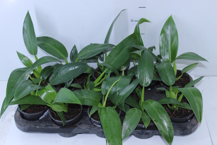 PHILODENDRON PACOVA P11