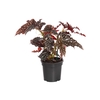 BEGONIA MACULATA SPOTLIGHT DARK P13