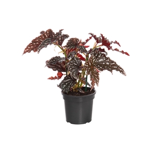 BEGONIA MACULATA SPOTLIGHT DARK P13