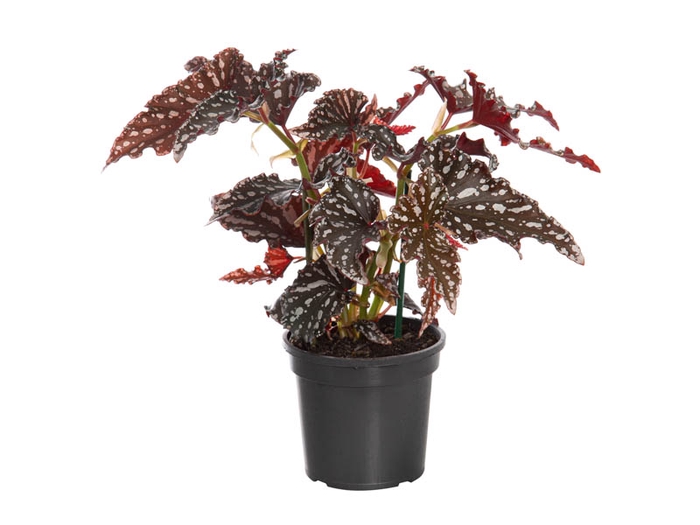 BEGONIA MACULATA SPOTLIGHT DARK P13
